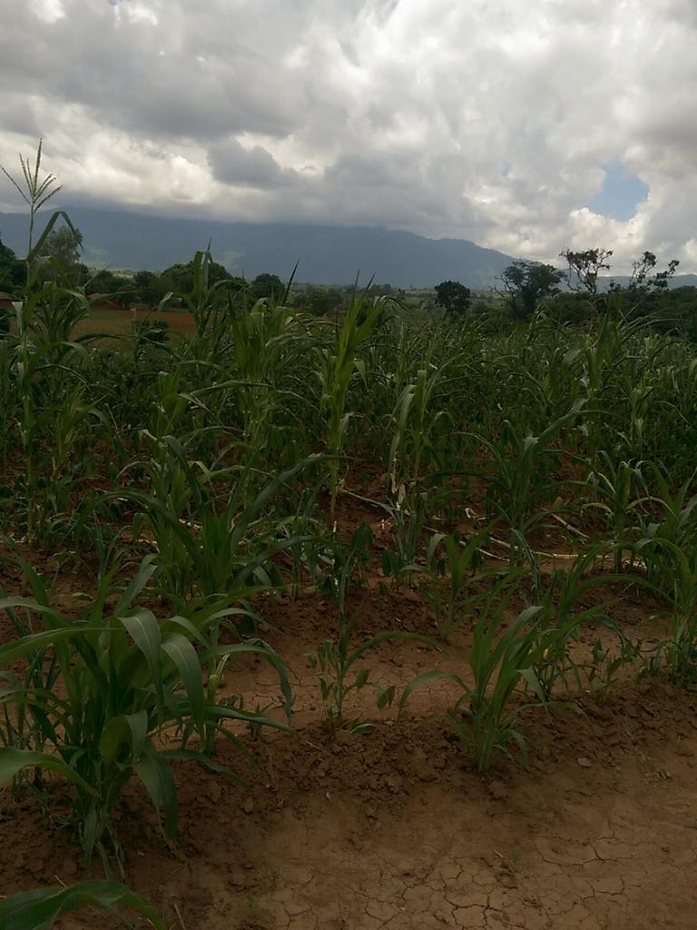 O_Jele's tweet photo. Misery in the maize fields in #Malawi https://t.co/Arz76343BY