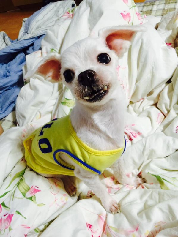 BTS UAE ‏🇦🇪 on Twitter: "GUREUM! Jungkook's pet dog. ^o^ #Jungkook #