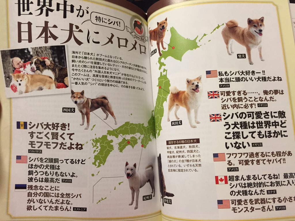 みちこ 看護師lv 1 海外では日本犬 特に柴犬が かわいい と人気なんだそう T Co Cxeq7b7ew3 Twitter
