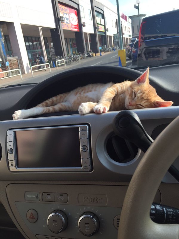Biglobeニュース ここ気持ちいいニャ 車のダッシュボードで寝る猫が可愛いと話題に Biglobeニュース T Co Hxczgt3rcc T Co Nrbaxtjurw Biglobeニュース ここ気持ちいいニャ 車のダッシュボードで寝る猫が可愛いと話題に Biglobeニュース T Co Hxczgt3rcc T Co Nrbaxtjurw
