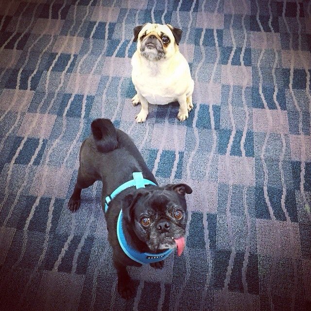 DimeDare's tweet photo. Y les presento al los amores de mi vida.🐶 https://t.co/c1on69YrIk