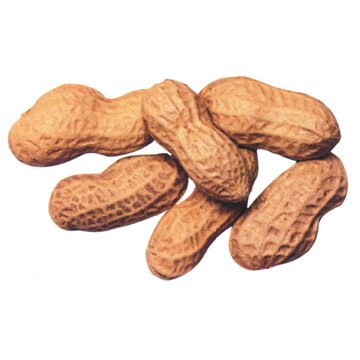 globalallergy's tweet photo. The most lethal of all food allergies, the peanut. Visit Global Allergy Online to learn why. #peanut #allergy https://t.co/a1sHqgIyfG