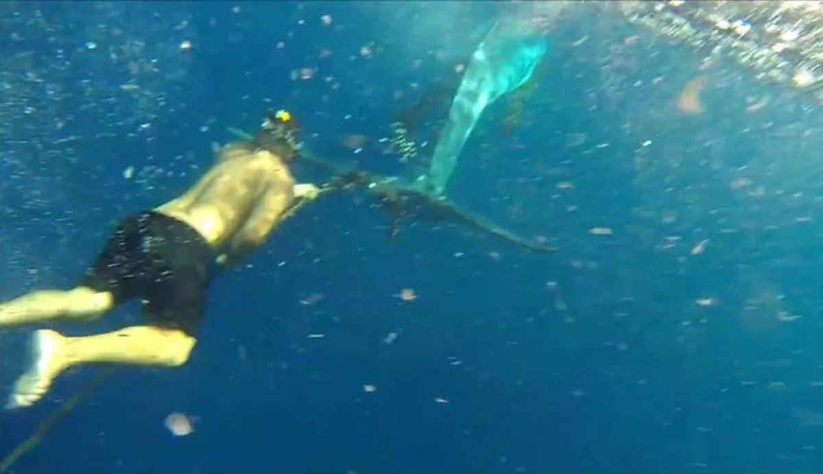 Diver frees tangled whale using nothing but a knife and his bare hands thedo.do/1JVedmw