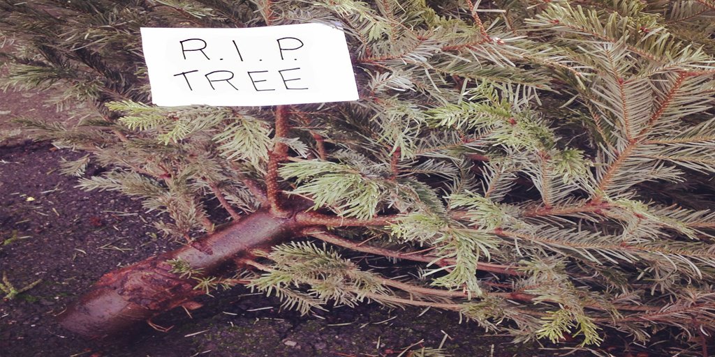 mels_posts's tweet image. A sad morning run. My path was strewn with these poor Christmas casualties waiting for their final ride. R.I.P tree.
