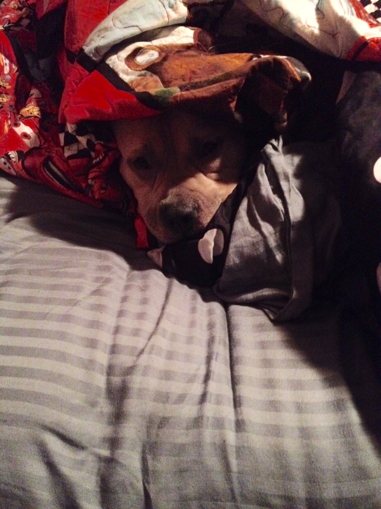 ekaanne's tweet photo. You go ahead and go to work. I'll be here. #pitbull #spoileddog #hatesthecold #winter2016 https://t.co/lv0cQMLfdU