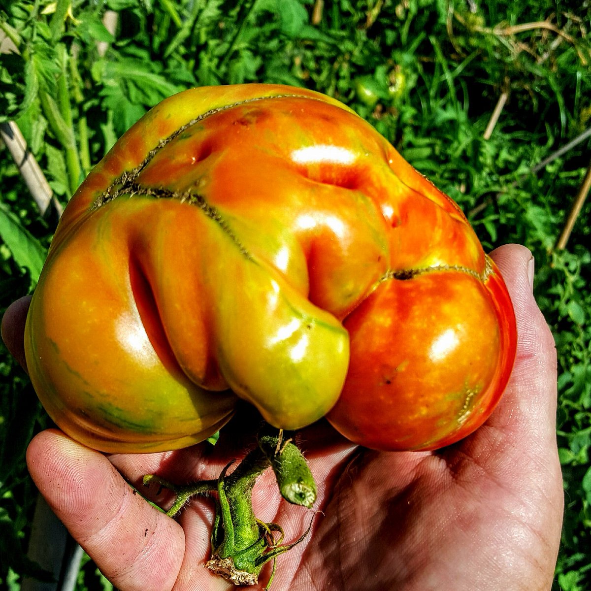 WolfmanSTL's tweet photo. #gardening, Frankenstein #tomato #brain #harvest from the #urbangarden, #urbanfarming https://t.co/5xPDm2OXeR