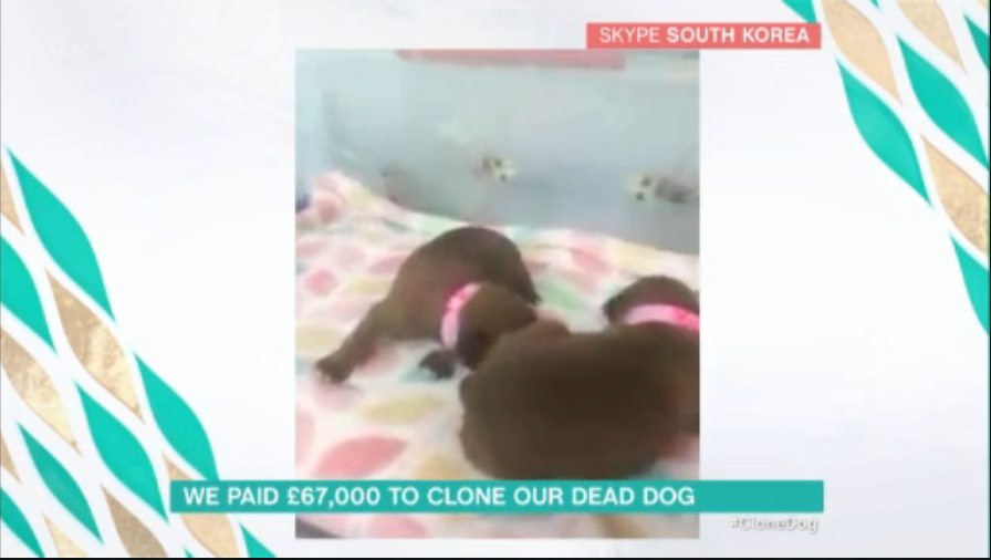 ChanceIsMyTwin's tweet photo. We are all LIVE now on TV from South Korea

..with @Schofe and @hollywills on @itvthismorning  😍😍😍😍🐶🐶 https://t.co/owO6yMI9P2