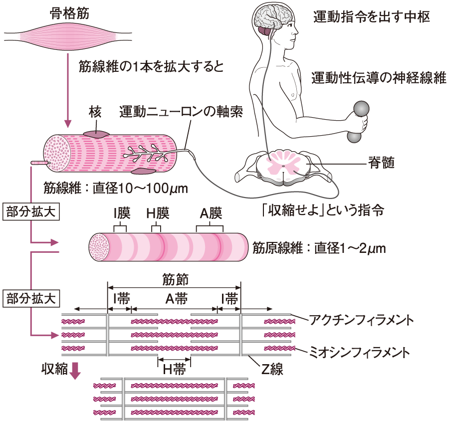 ট ইট র 看護roo 公式 かんごるー アクチンフィラメント 細い筋原線維 がミオシンフィラメン ト 太い筋原繊維 の中央へ滑走 人人人人人 筋収縮 Y Y Yy Y 筋肉が動くしくみ T Co Ennn97vsvs T Co Okvoua1k02