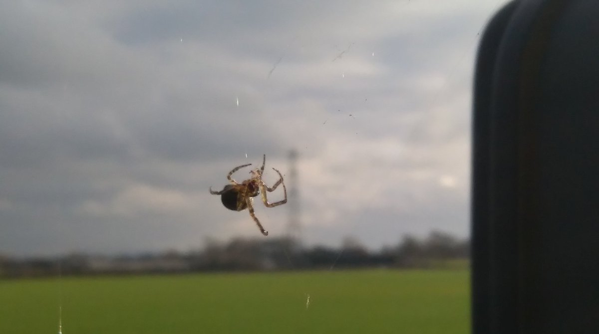 Lunch time entertainment, watching a spider spinning a web on wagon.