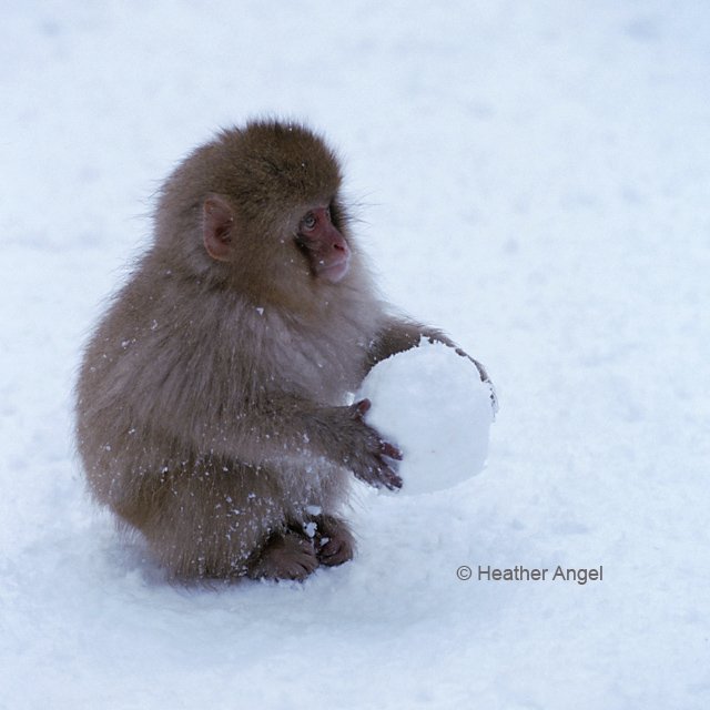angelantics's tweet image. Once snow carpets the ground, baby #snowmonkeys play with snowballs, #Japan