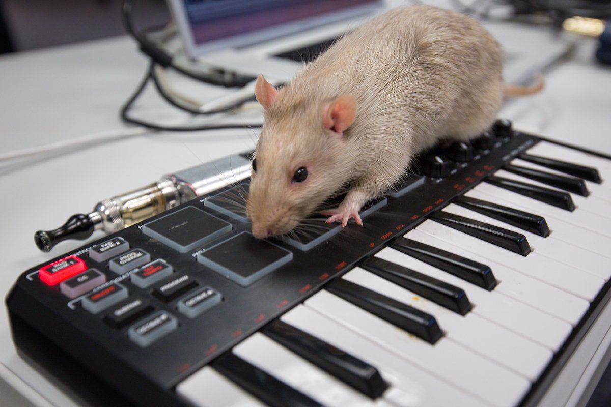 Some <a href="/ASU/">Arizona State University</a> students made rats play synthesizers, and it sounded like something on Tri Angle: factmag.com/2016/01/05/rat…