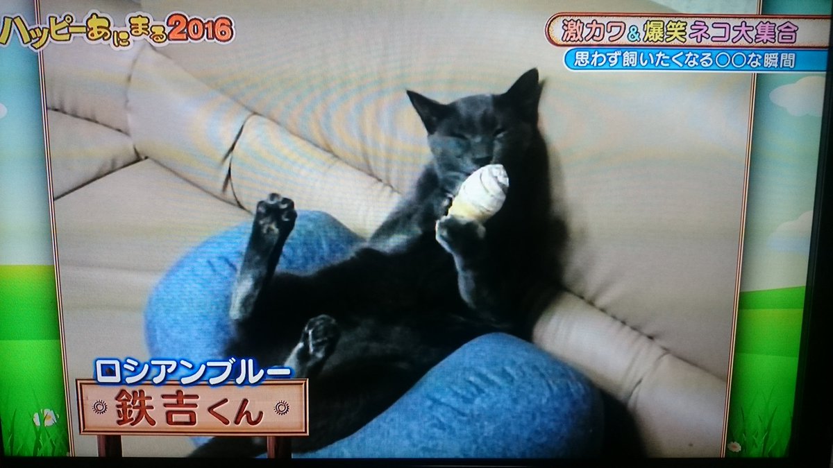 猫にチョコレートを食べさせる動画でtbs番組ネットで批判 Animalive