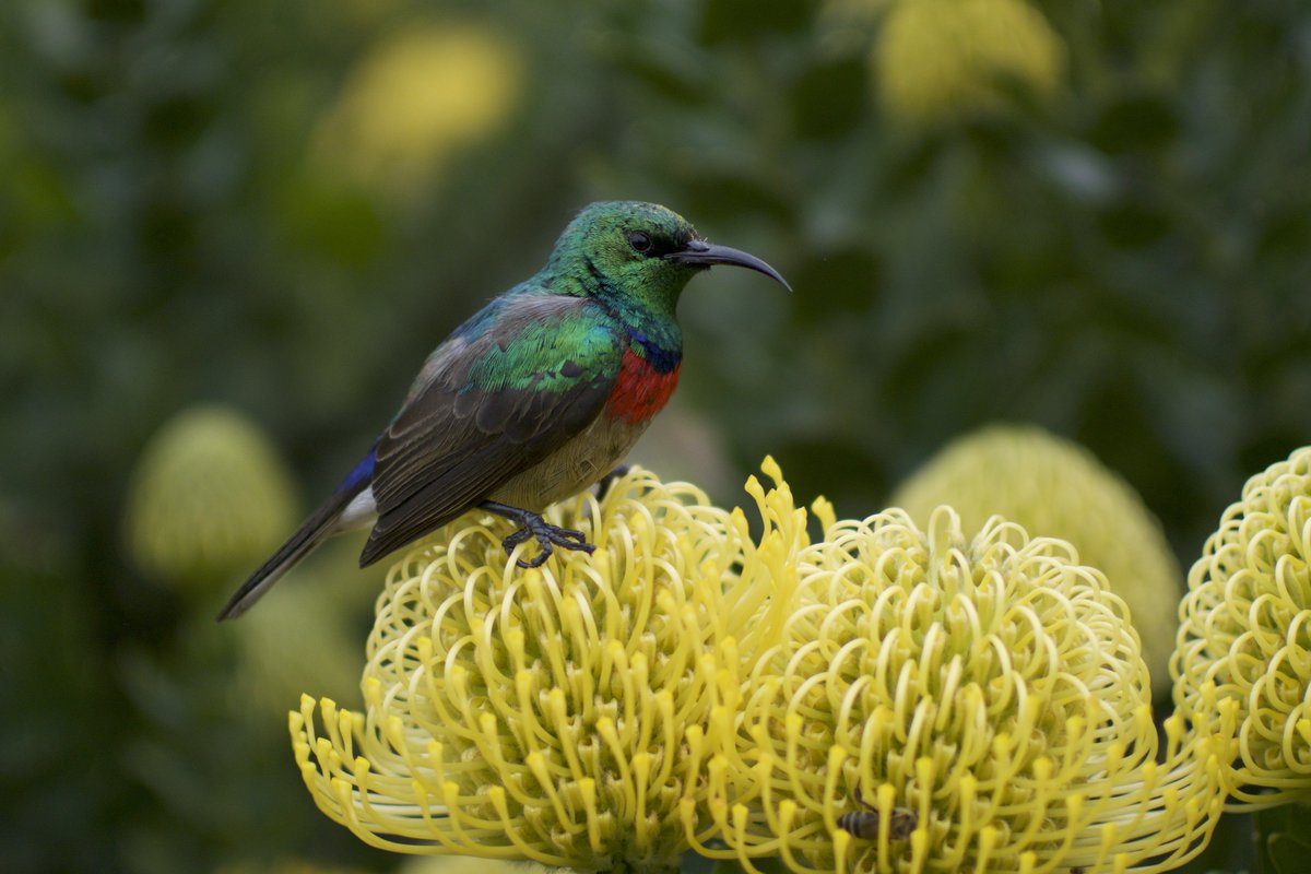 unsplash's tweet photo. Gorgeous shot from Simon Caminada @simoncaminada taken in Cape Town. Download: https://t.co/zzsL1RrlEk #unsplash 🌻 https://t.co/wrHPZ7tYkW