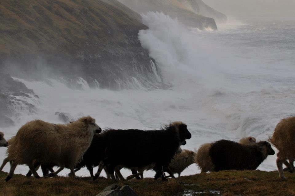 islandwool's tweet image. If you can't beat 'em, join 'em. We're having a Flash Sale: Code FLASH20 for 20% off everything till midnight Wed.