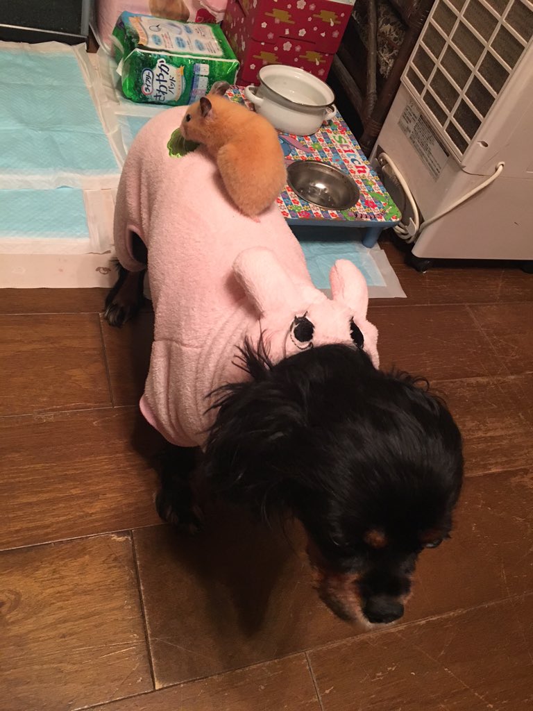 8 うちの犬とハムスター 仲良しです笑 T Co Xsh5beya7q Twitter 8 うちの犬とハムスター 仲良しです笑 T Co Xsh5beya7q Twitter