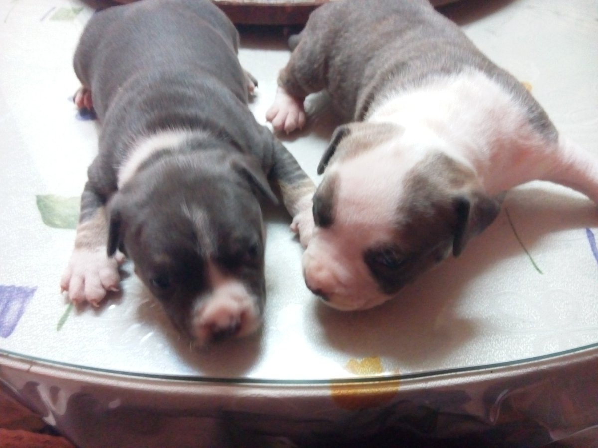 OhLaLoCca's tweet photo. Puppies! :) https://t.co/snlfoM5gvU