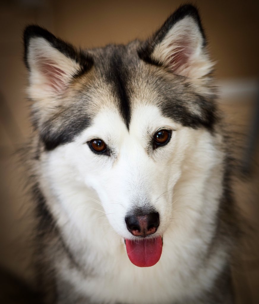 siberian husky st bernard mix