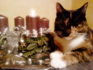 dimarsit's tweet image. Merry X-Mas, guys! 🎄 🎁 Enjoy a leisurely time with your family!