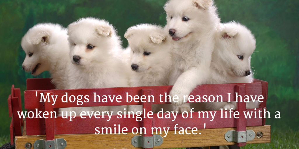 #CanineCareWithMarcTheVet
buff.ly/1YuoIFY