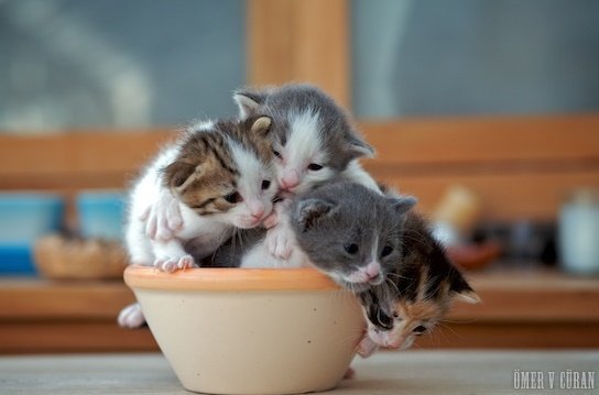 ฅ小倉あん子ฅ💀🎀 tweet media