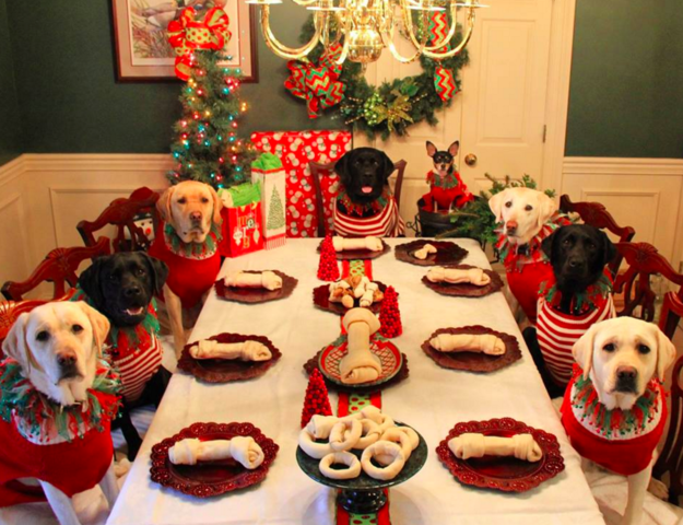 A couple made a “kids table” Christmas table but for their dogs bzfd.it/22qwTpP