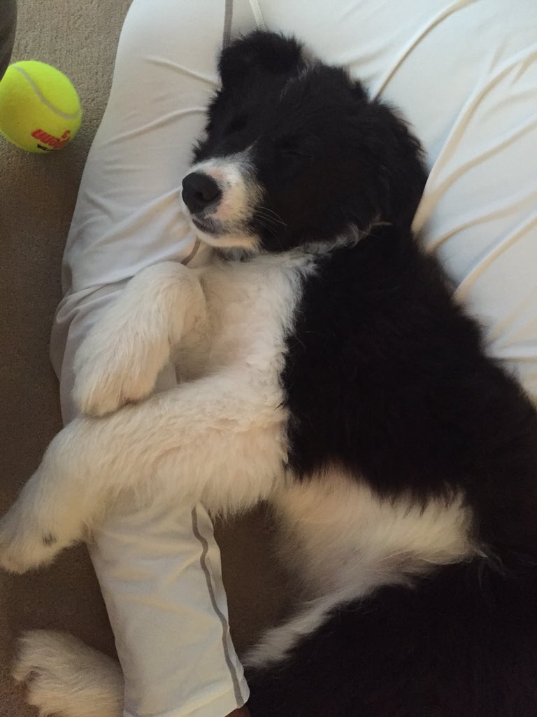 Tiger Woods tweet media