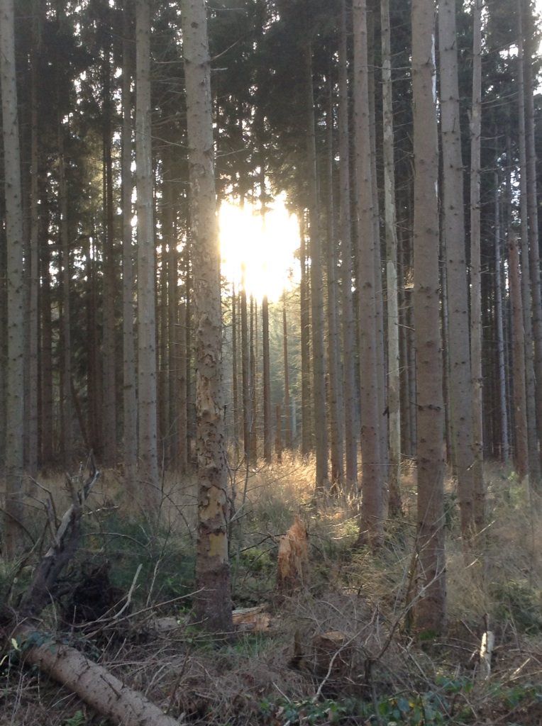 RozemaHilbrand's tweet photo. Im Walde. #Dahlheim #RotenBach https://t.co/rAWvheAZEQ