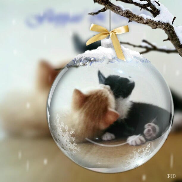 KayleneG15's tweet photo. Christmas eve ♥♥ https://t.co/iV1j9TqAgM