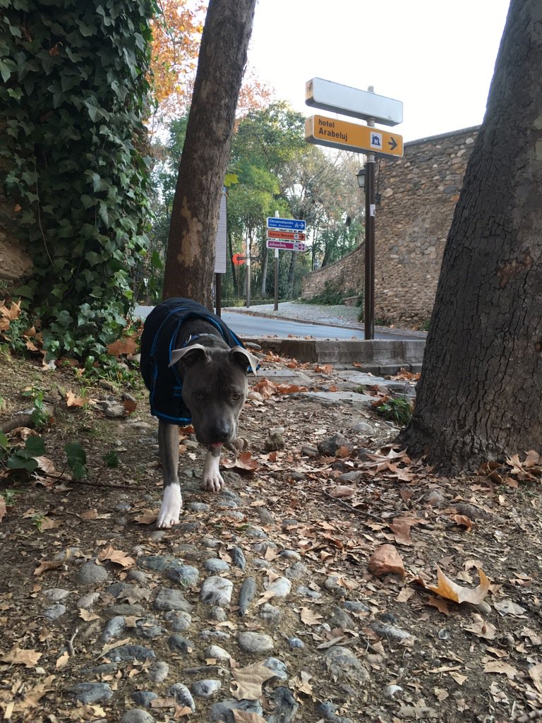 cesarmillan's tweet photo. Junior hiking in Alhambra, Spain. https://t.co/npdql70Gu0