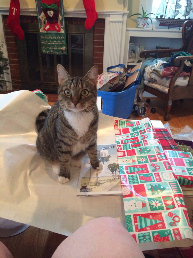 ALynne09's tweet photo. Wrapping with cats is fun. #CatmasEve #wrappingfails https://t.co/6Q9HjCnshn