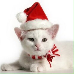 Merry Christmas !😽🎅🎁 #cats #happyday