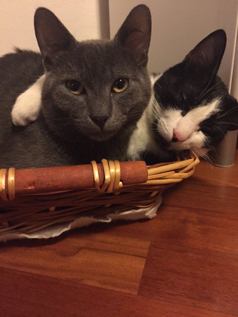 maaartimarta's tweet photo. buona vigilia anche e soprattutto da loro. si chiamano balto e oreo ma a me è partita la ship quindi #bareo https://t.co/EUUD7NDiwh