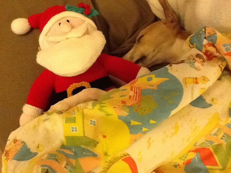 Spindlewhippet's tweet photo. @goldbearex @3phibotticelli @dogrina2 @Jack4Presidente @Lizerator56 @MissChloethePug Happy Christmas pals 🎄🎅🏻🎄🎅🏻 https://t.co/fufENgbtEH