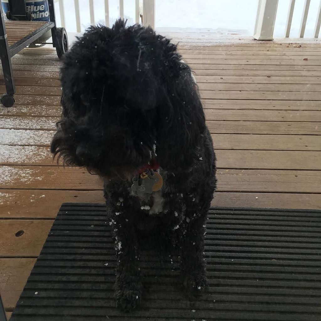 GreggSealey's tweet photo. I don't think my doggy enjoys having a white Christmas… #pitifulpup https://t.co/7eFOQyn2E0 https://t.co/UFGbf02mRS