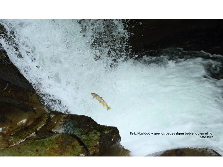 betoruizc's tweet photo. #FelizNavidad y que los #peces sigan #bebiendo en los #ríos... https://t.co/fC5i5TarHg