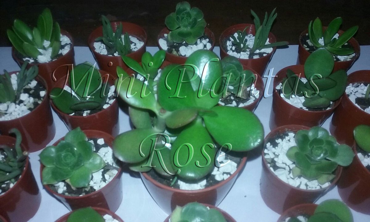 MiniPlantasRose's tweet photo. https://t.co/3BDS3K4bN4