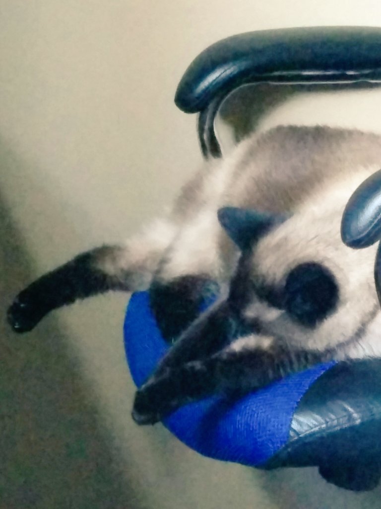 Ericcato88's tweet photo. You can never get too comfy #Ty https://t.co/eoykX9L6v7
