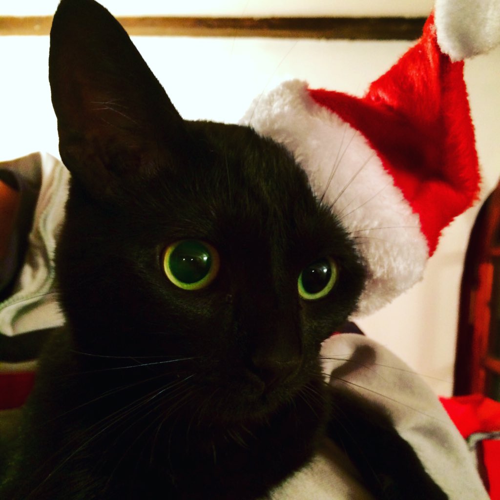 tez00tez's tweet photo. @CutePicsOfCats #cats #ChristmasEve @hopand13 https://t.co/Lg45SldWrs