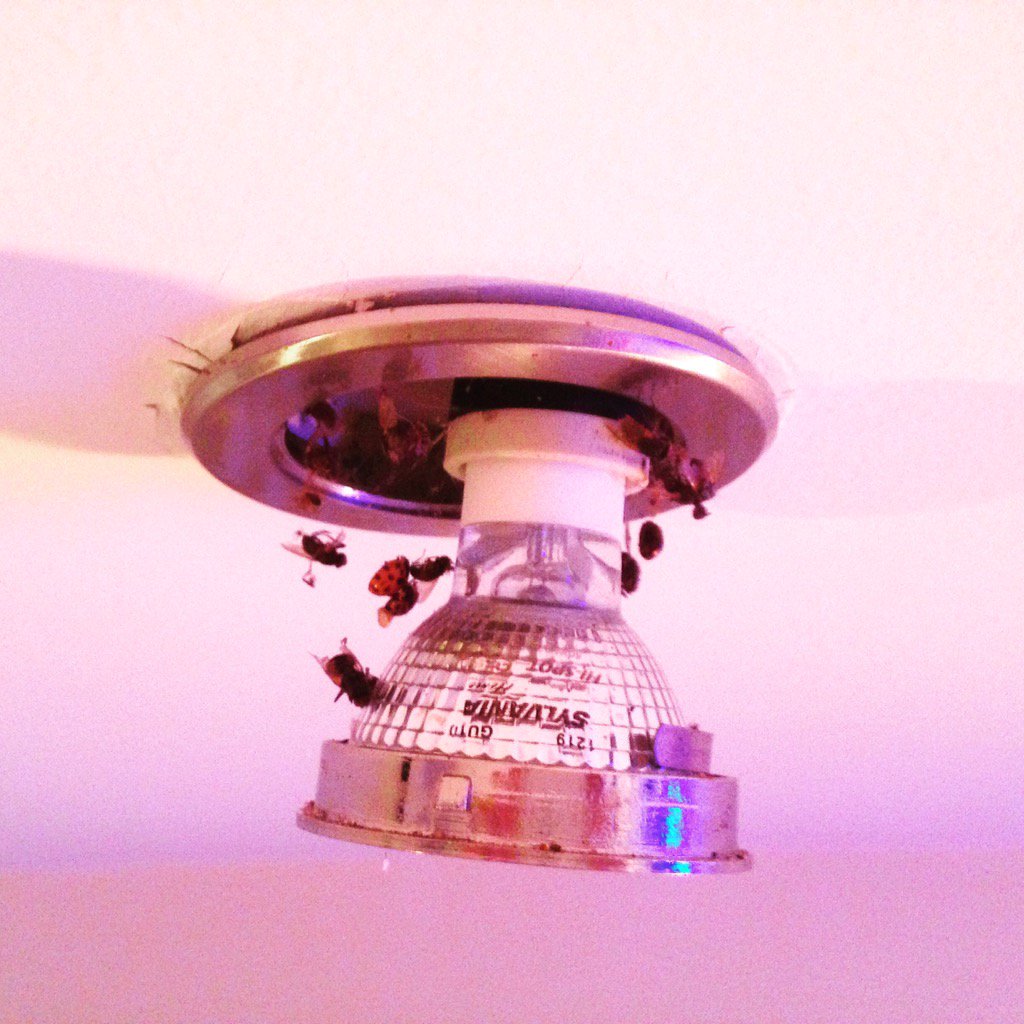 SophieVmitchell's tweet photo. Changing light bulbs, being showered in bugs #bug #XmasEve https://t.co/f5ZYWRSus0