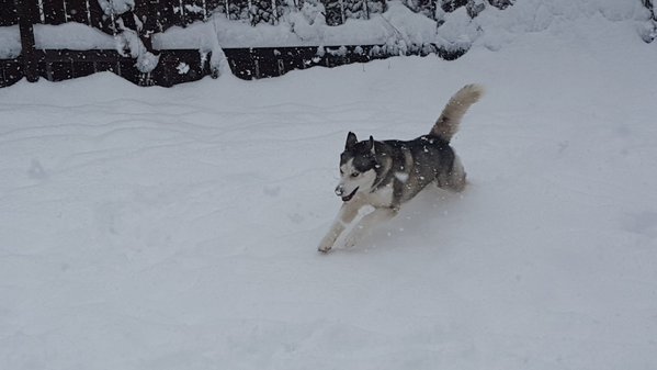 crazedmen's tweet photo. Jet loving all this snow!!! So much snow for a happy boy #KingJet #ChristmasEve #SnowPup ❄⛄⛄⛄🎅 https://t.co/tzcKyV46Xa