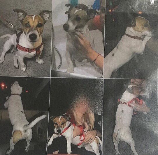 Messi Kayıp! 
Yer: Bayrampaşa 
İletişim: 0534 2503007 hayvansevergazetesi.com/2015/12/kayip-… <a href="/Sevgimerhamet/">SEVGİ & MERHAMET</a> <a href="/TwiterMuhtari/">RastgeleTv</a>