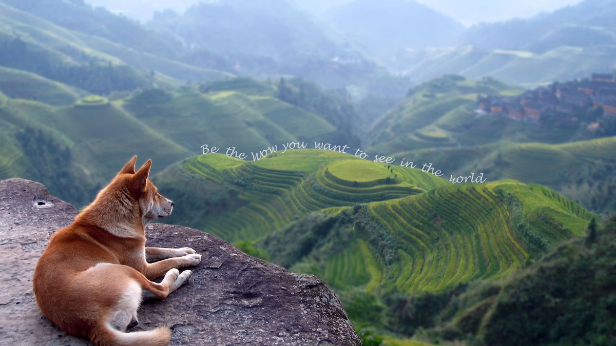 DogeTheDog's tweet photo. Wow
                Such quote
      Very inspiration https://t.co/d3HHo8McNd