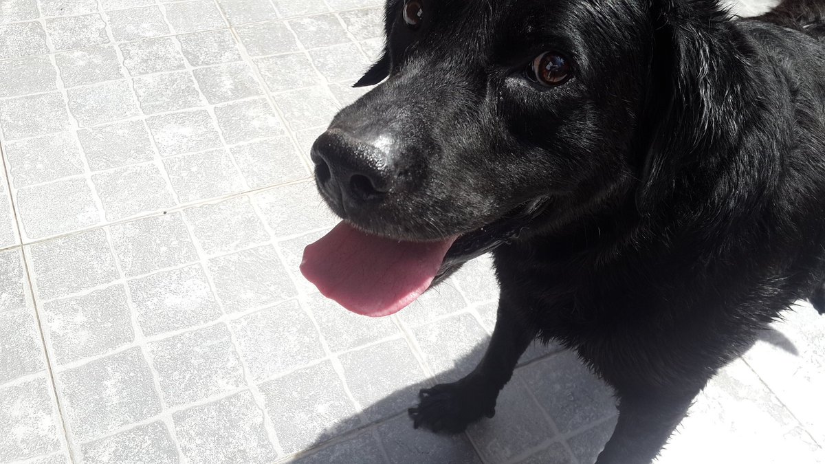 MelinaMas's tweet photo. Negro bañado para Navidad 🐕. #TheBlack https://t.co/FQCmm7Admc
