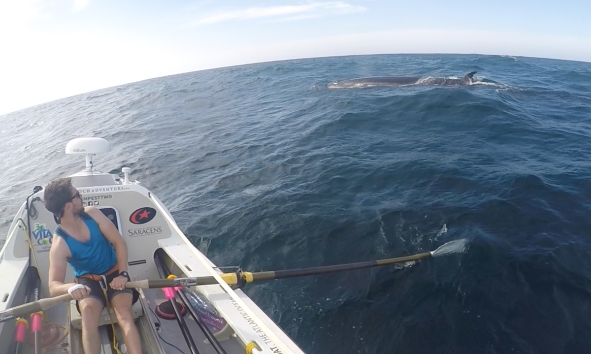 thetempesttwo's tweet photo. Incredible scenes, for 1 hour we had hundreds migrating past us &amp; checking us out. Check out blog #2 now! https://t.co/78VzkVdVQZ