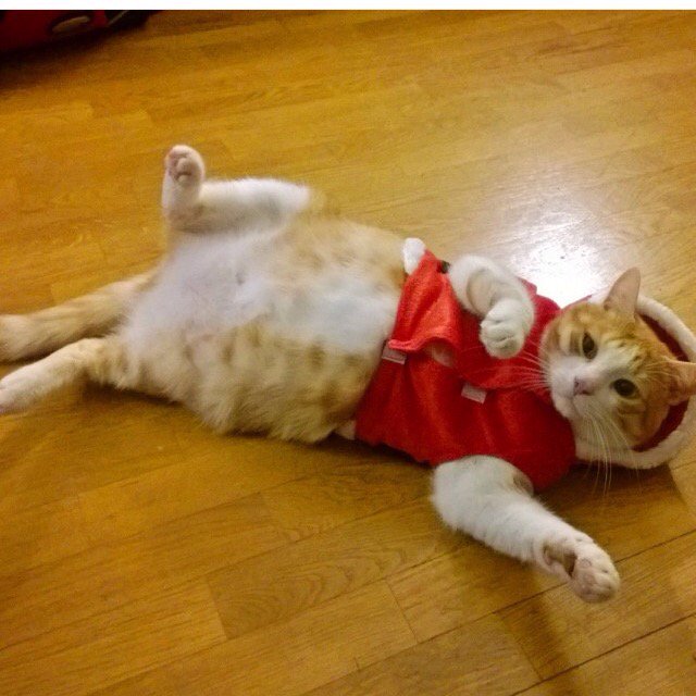 lilydomo's tweet photo. Meowchristmas everybody !! #cat #christmas #SantaClausForADay https://t.co/yIUTrQwf4L
