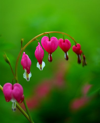 ケマンソウ Twitter Search