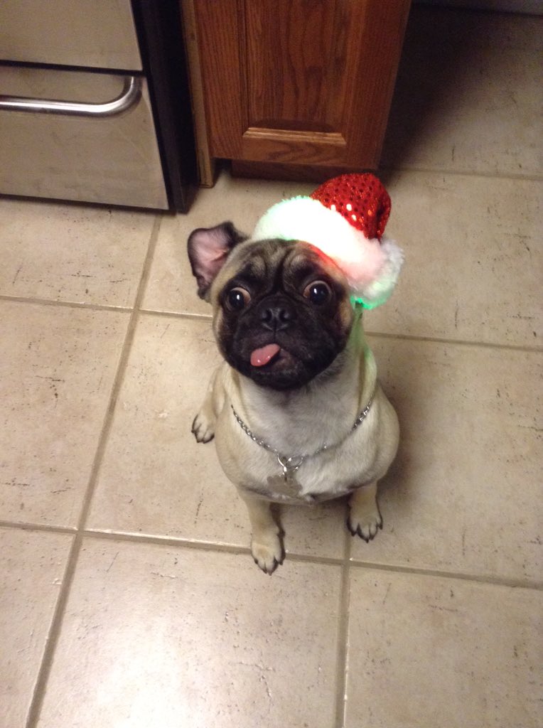 dog_rates's tweet photo. This is Ozzy. He woke up 2 minutes before he had to be ready for the Christmas party. 9/10 classic Ozzy https://t.co/Kt9vmw0Fap