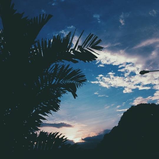 1400HiLine's tweet image. The Dallas palms are still stunning...even in the winter.