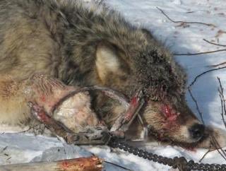 ProtectDogsCats tweet picture