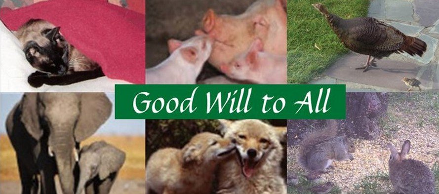 ProtectDogsCats tweet picture